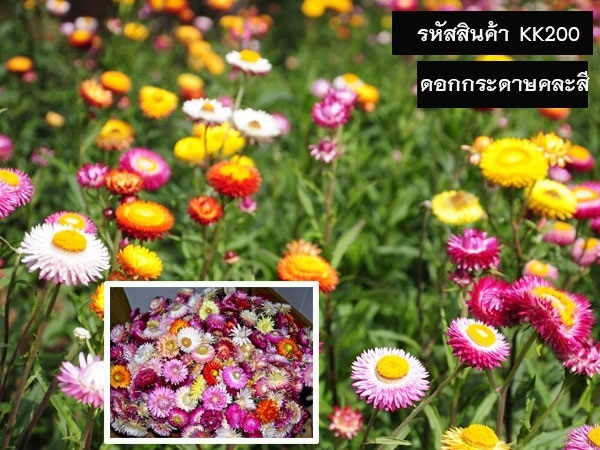 จำหน่ายเมล็ดพันธุ์ดอกกระดาษ (เมล็ดพันธุ์คุณภาพดี ราคาถูก)