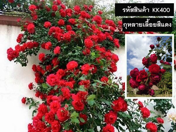 จำหน่ายเมล็ดพันธุ์กุหลายเลื้อยสีแดง (เมล็ดพันธุ์คุณภาพดี) | maletpandee - สายไหม กรุงเทพมหานคร