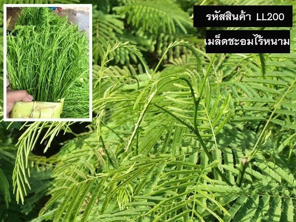 จำหน่ายเมล็ดพันธุ์ชะอมไร้หนาม (เมล็ดพันธุ์คุณภาพดี ราคาถูก) | maletpandee - สายไหม กรุงเทพมหานคร