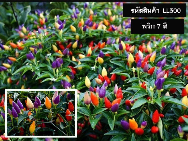 จำหน่ายเมล็ดพันธุ์พริกเจ็ดสี (เมล็ดพันธุ์คุณภาพดี ราคาถูก)