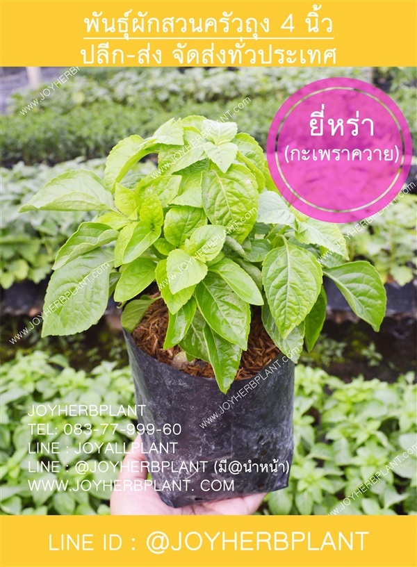 ยี่หร่า /กะเพราควาย และต้นผักสวนครัวขายปลีก-ส่ง