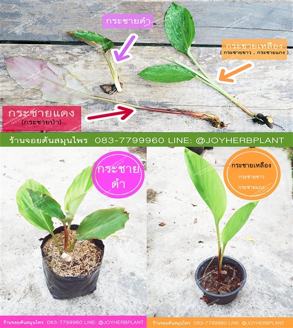 ต้นพันธฺุ์กระชายดำ-ต้นกระชายเหลือง ซื้อ10แถม1