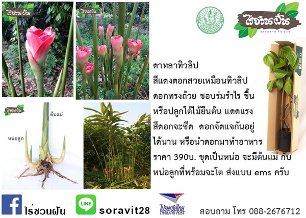 ดาหลาทิวลิป สีแดงดอกสวยเหมือนทิวลิป