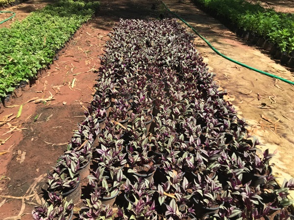 ก้ามปูหลุด ปีกแมลงสาบ Wandering Jew ไม้ล้มลุก | Alungkarn - เมืองราชบุรี ราชบุรี