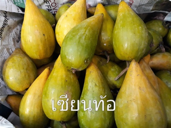 เซียนท้อ | บ้านสวนอนัน - สารภี เชียงใหม่