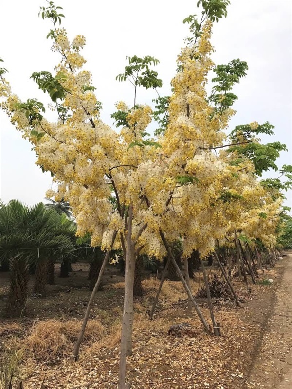 คูณขาว | สวนกนกกาญจน์ - ประจันตคาม ปราจีนบุรี