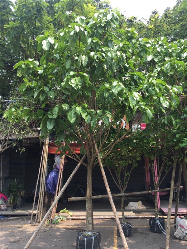 เกาลัด | สวนกนกกาญจน์ - ประจันตคาม ปราจีนบุรี