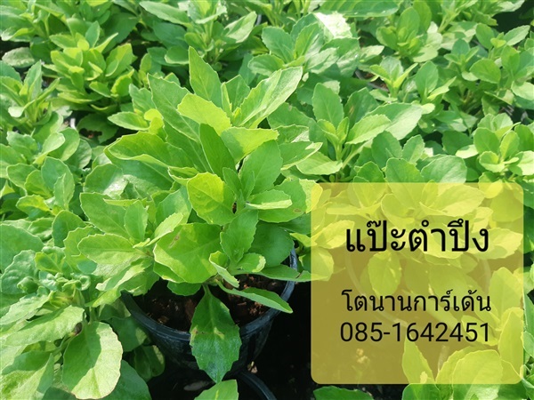 แป๊ะตำปึง | บ้านหญ้าหวาน โตนานการ์เด้น นนทบุรี - ปากเกร็ด นนทบุรี