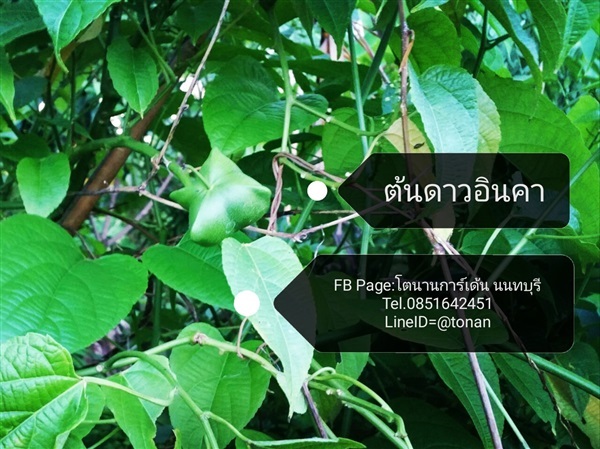 ต้นถั่วดาวอินคา | บ้านหญ้าหวาน โตนานการ์เด้น นนทบุรี - ปากเกร็ด นนทบุรี