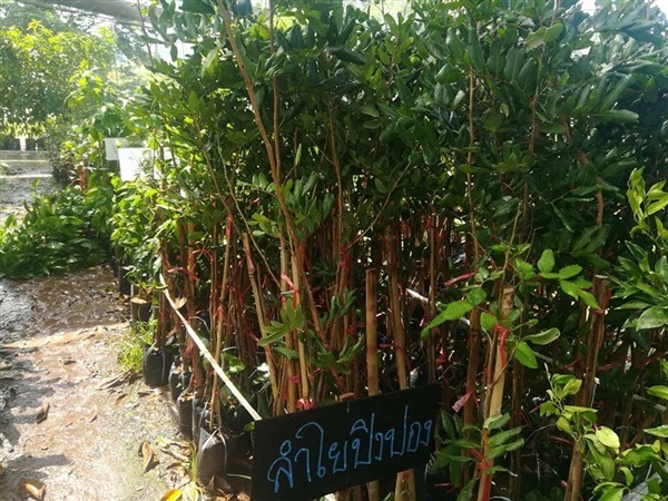 ลำไยปิงปอง ลำไยเวียตนาม กิ่งตอน สูง 1.5 เมตร  | Drenglish Garden มหาสารคาม - กันทรวิชัย มหาสารคาม