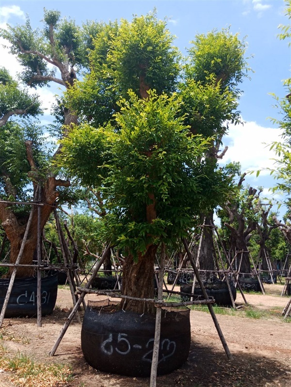 ต้นชุมแสง (ไม้มงคล) | สวนต้นไม้อวตาร - เมืองสุพรรณบุรี สุพรรณบุรี