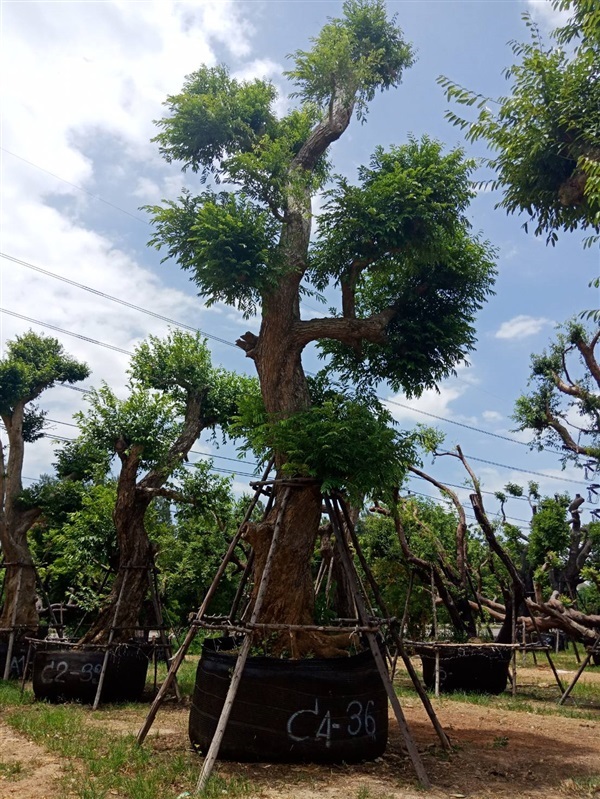 ต้นชุมแสง (ไม้มงคล) | สวนต้นไม้อวตาร - เมืองสุพรรณบุรี สุพรรณบุรี