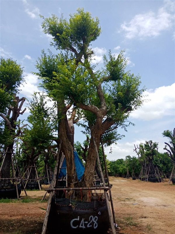 ต้นชุมแสง (ไม้มงคล) | สวนต้นไม้อวตาร - เมืองสุพรรณบุรี สุพรรณบุรี