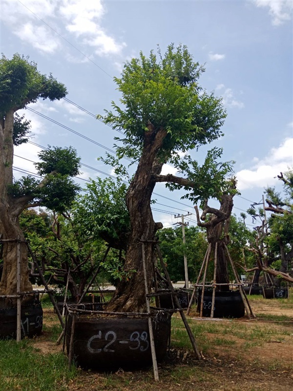 ต้นชุมแสง (ไม้มงคล) | สวนต้นไม้อวตาร - เมืองสุพรรณบุรี สุพรรณบุรี