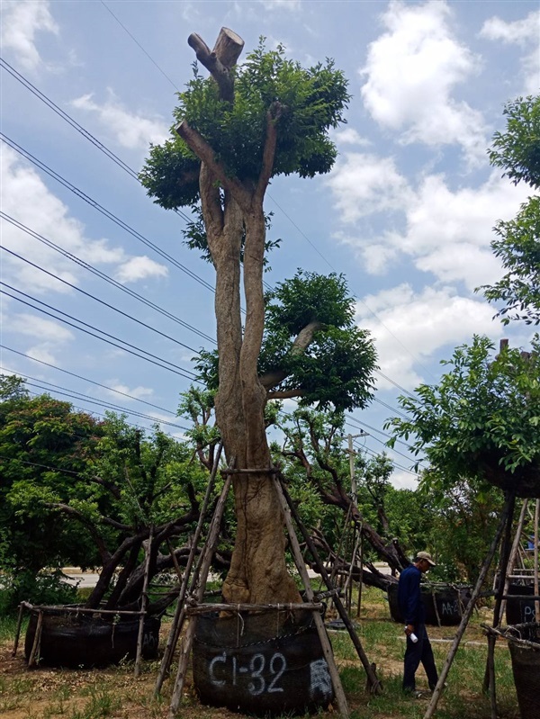 ต้นชุมแสง (ไม้มงคล) | สวนต้นไม้อวตาร - เมืองสุพรรณบุรี สุพรรณบุรี