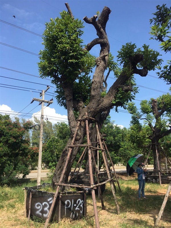 พยอม | สวนต้นไม้อวตาร - เมืองสุพรรณบุรี สุพรรณบุรี