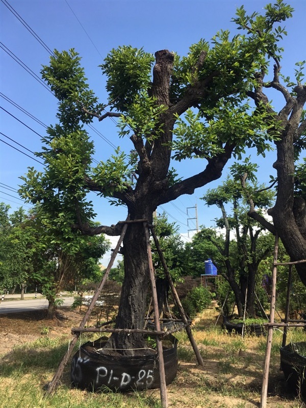 พยอม | สวนต้นไม้อวตาร - เมืองสุพรรณบุรี สุพรรณบุรี