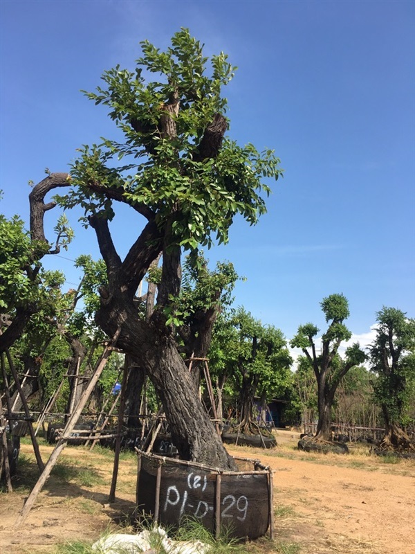 พยอม | สวนต้นไม้อวตาร - เมืองสุพรรณบุรี สุพรรณบุรี