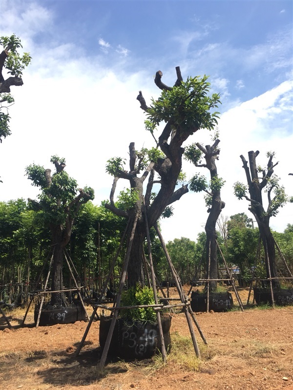 พยอม | สวนต้นไม้อวตาร - เมืองสุพรรณบุรี สุพรรณบุรี