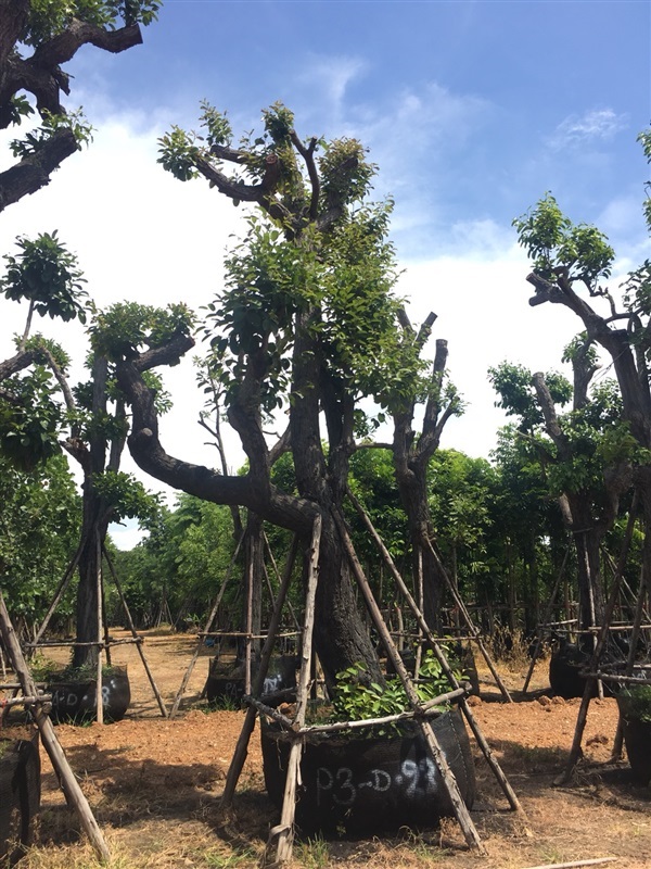 พยอม | สวนต้นไม้อวตาร - เมืองสุพรรณบุรี สุพรรณบุรี