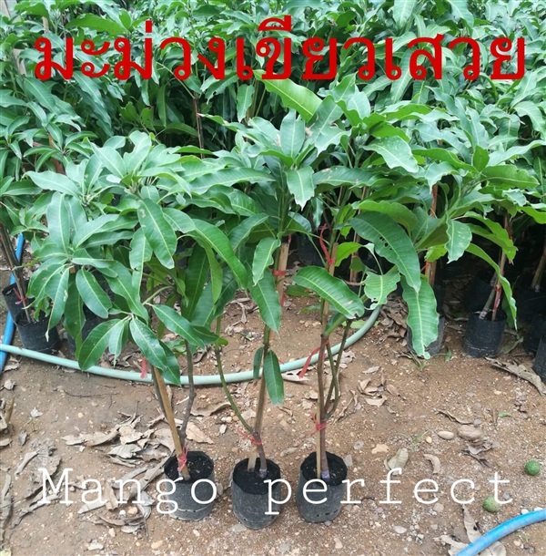 มะม่วงเขียวเสวย | Mango perfect  - ศรีสัชนาลัย สุโขทัย