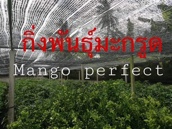 มะกรูด | Mango perfect  - ศรีสัชนาลัย สุโขทัย