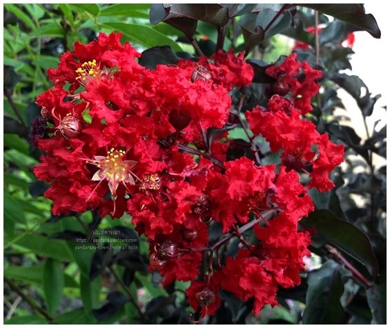 ยี่เข่งแบล็กไดมอน (Black Diamond Crape Myrtle)