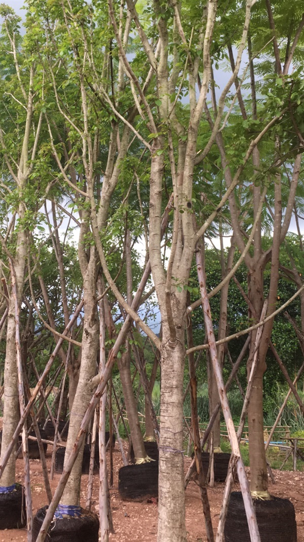 ต้นแคนา | สวน ทับทิม การ์เด้นท์ - แก่งคอย สระบุรี