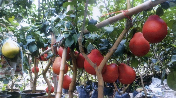 ส้มโอแดงเวียดนาม | เมล็ดพันธุ์ดี เกษตรวิถีไทย - เมืองระยอง ระยอง