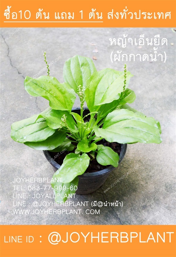 หญ้าเอ็นยืด  ( ผักกาดน้ำ ) ซื้อ 10แถม 1 | ร้านจอยต้นสมุนไพร - หนองแขม กรุงเทพมหานคร