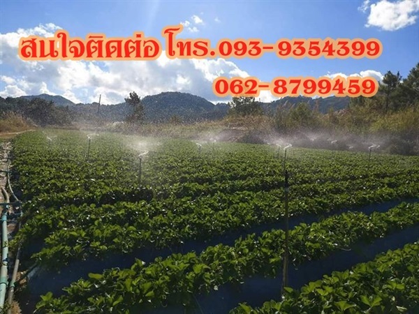 จำหน่ายไหลสตรอเบอรี่ พันธ์ 80 จากบ่อแก้ว อ.สะเมิง จ.เชียงใหม | มนต์จันทร์สตรอเบอรี่  - สะเมิง เชียงใหม่