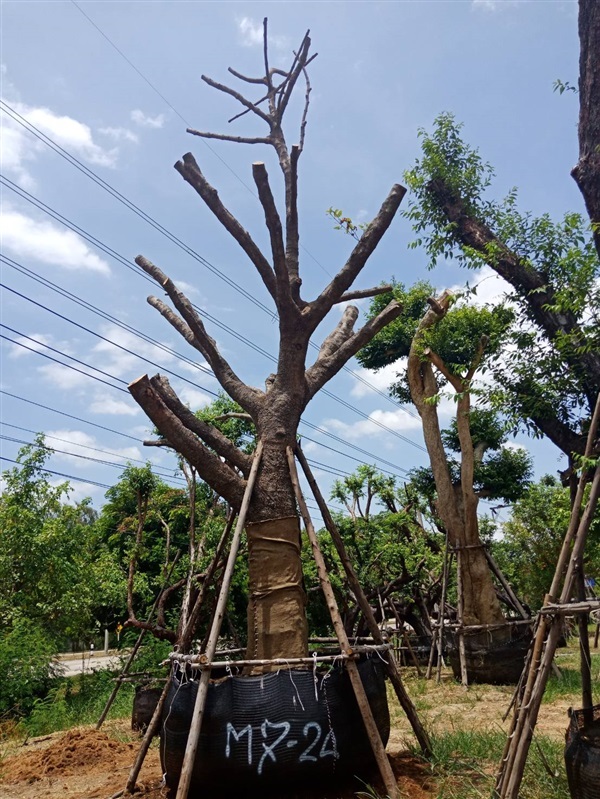 มั่งมี | สวนต้นไม้อวตาร - เมืองสุพรรณบุรี สุพรรณบุรี