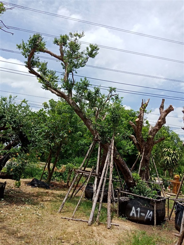 เสม็ดแดง | สวนต้นไม้อวตาร - เมืองสุพรรณบุรี สุพรรณบุรี