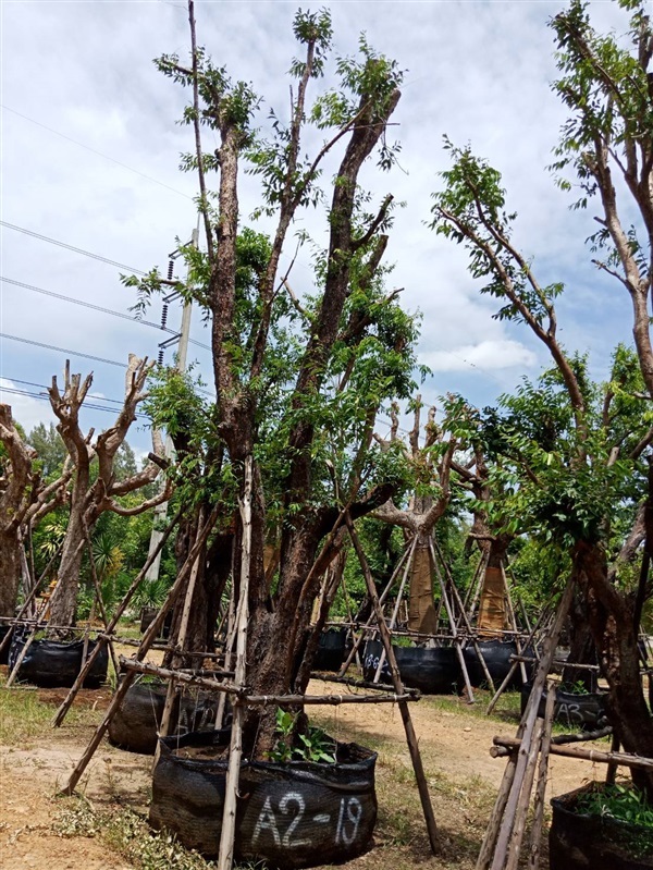 เสม็ดแดง | สวนต้นไม้อวตาร - เมืองสุพรรณบุรี สุพรรณบุรี