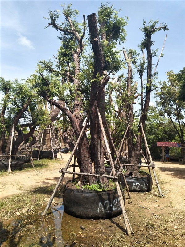 เสม็ดแดง | สวนต้นไม้อวตาร - เมืองสุพรรณบุรี สุพรรณบุรี