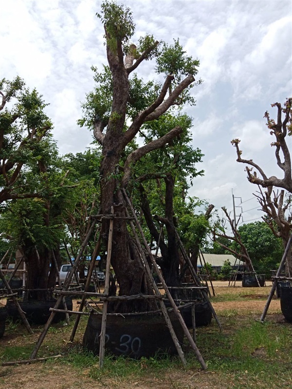 เสม็ดแดง | สวนต้นไม้อวตาร - เมืองสุพรรณบุรี สุพรรณบุรี