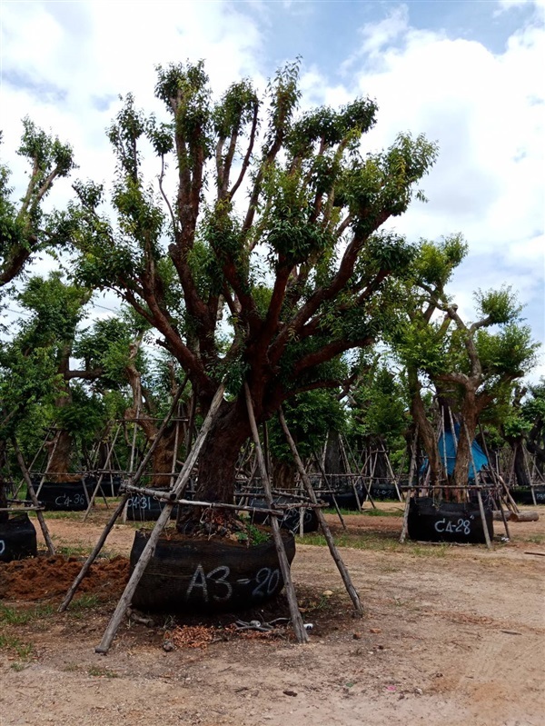 เสม็ดแดง | สวนต้นไม้อวตาร - เมืองสุพรรณบุรี สุพรรณบุรี