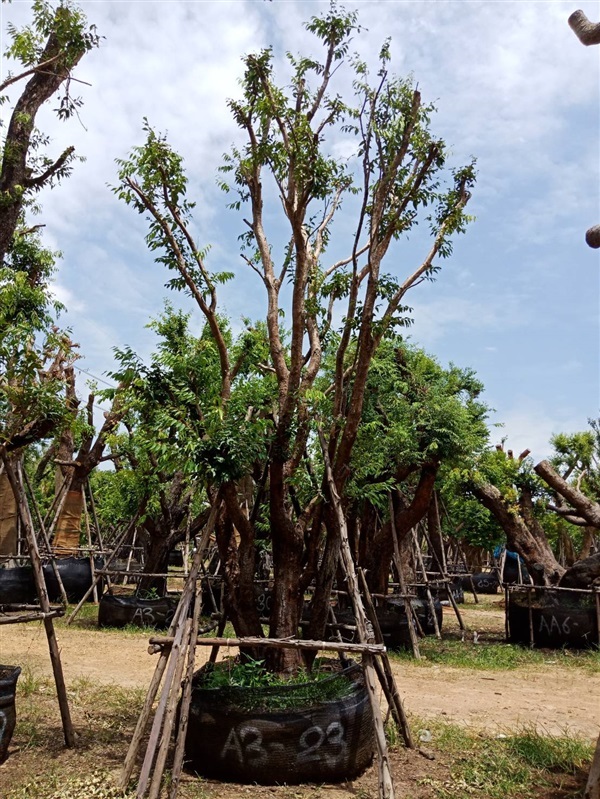 เสม็ดแดง | สวนต้นไม้อวตาร - เมืองสุพรรณบุรี สุพรรณบุรี