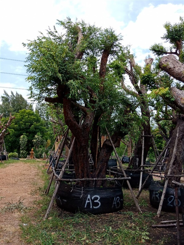 เสม็ดแดง | สวนต้นไม้อวตาร - เมืองสุพรรณบุรี สุพรรณบุรี