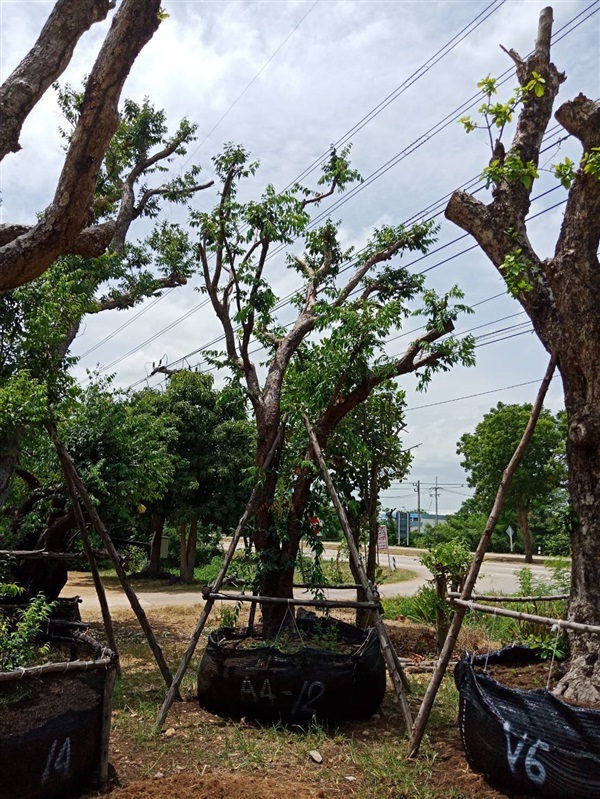เสม็ดแดง | สวนต้นไม้อวตาร - เมืองสุพรรณบุรี สุพรรณบุรี