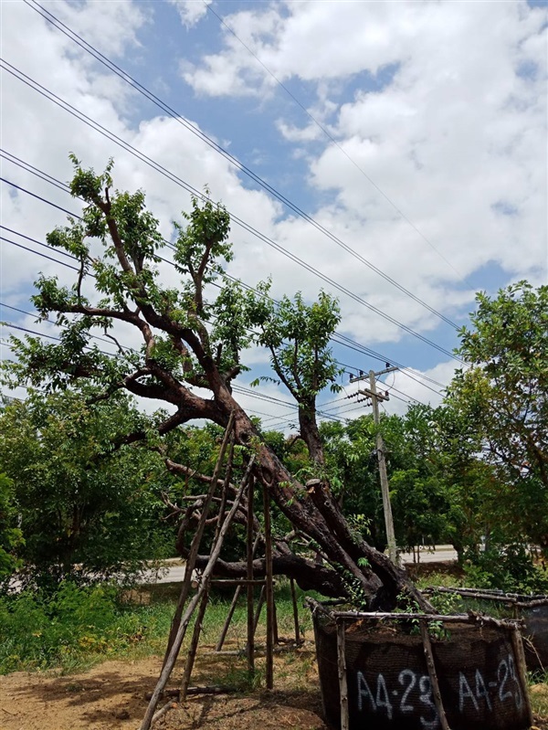 เสม็ดแดง | สวนต้นไม้อวตาร - เมืองสุพรรณบุรี สุพรรณบุรี