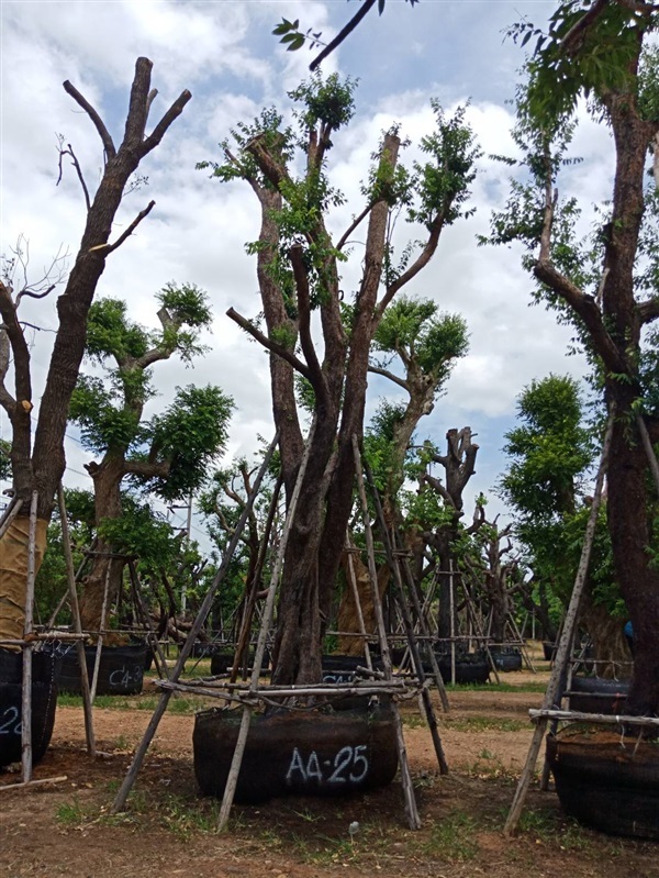 เสม็ดแดง | สวนต้นไม้อวตาร - เมืองสุพรรณบุรี สุพรรณบุรี