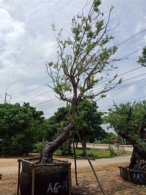 เสม็ดแดง | สวนต้นไม้อวตาร - เมืองสุพรรณบุรี สุพรรณบุรี