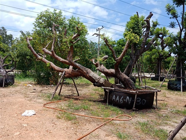 เสม็ดแดง | สวนต้นไม้อวตาร - เมืองสุพรรณบุรี สุพรรณบุรี