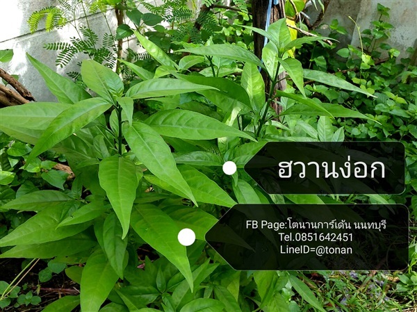 ต้นฮว่านง็อก | บ้านหญ้าหวาน โตนานการ์เด้น นนทบุรี - ปากเกร็ด นนทบุรี