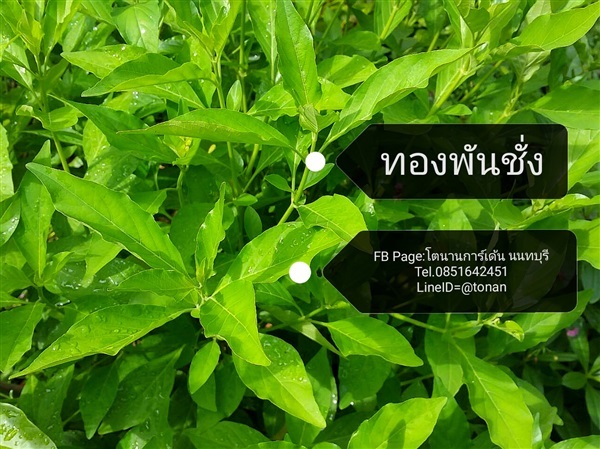 ต้นทองพันชั่ง | บ้านหญ้าหวาน โตนานการ์เด้น นนทบุรี - ปากเกร็ด นนทบุรี