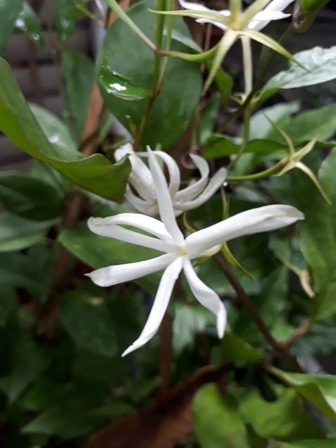 มะลิวัลย์ - Jasminum adenophyllum Wall (กทม) | Kiattisak Pailay - บางกอกน้อย กรุงเทพมหานคร