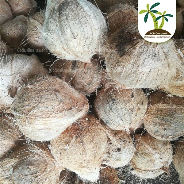 มะพร้าวแก่ ปอกเปลือก ราคาส่ง | Pcp  coconut - ทับสะแก ประจวบคีรีขันธ์