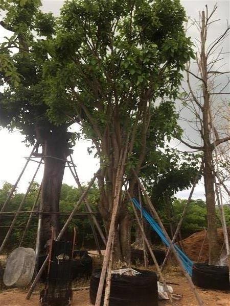 ต้นจิกน้ำ | สวน ทับทิม การ์เด้นท์ - แก่งคอย สระบุรี