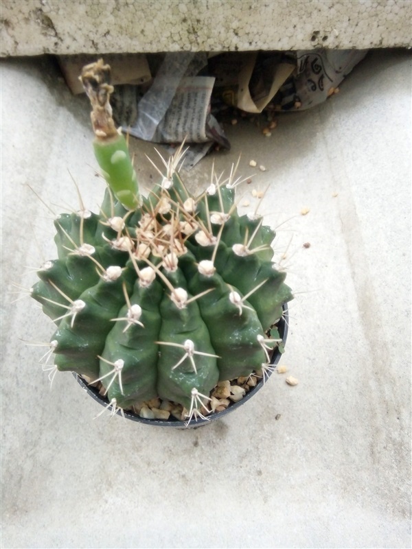 ฟลาวเวอร์ cactus